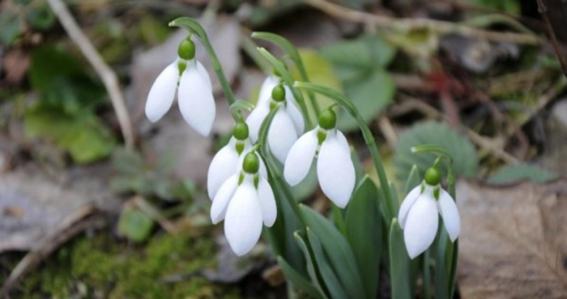 РИОСВ Русе призовава гражданите да не берат пролетни горски цветя Меката