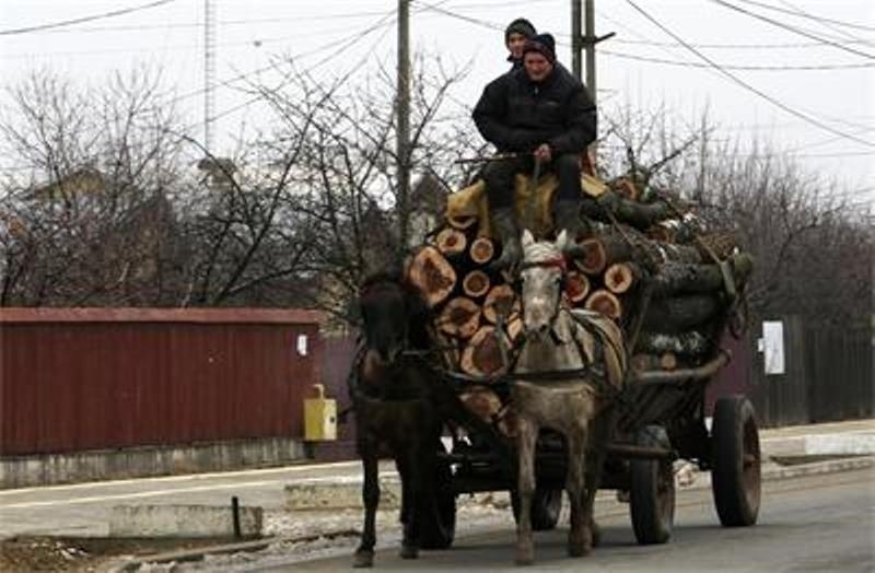 Служители на реда са душили за незаконен добив на дърва