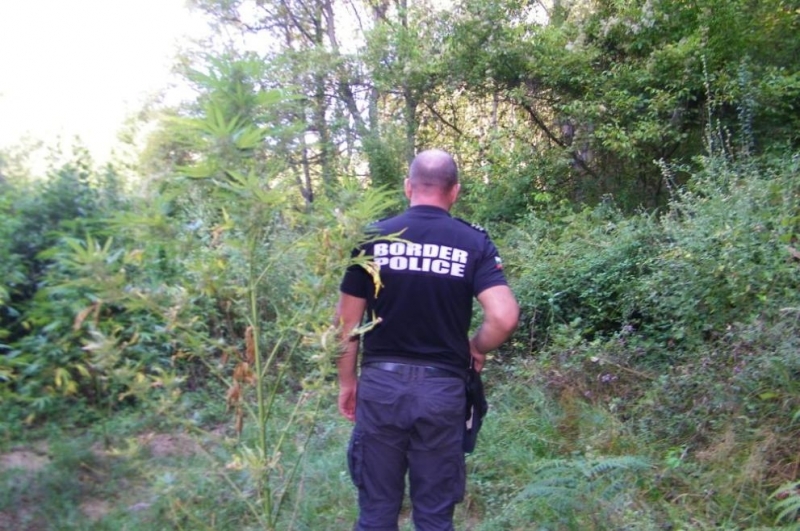 Гранични полицаи иззеха над 50 кг канабис съобщиха от МВР Оперативните