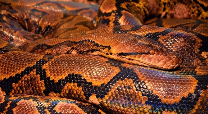 Индонезийските власти започнаха днес разследване след като полицейски шеф призна