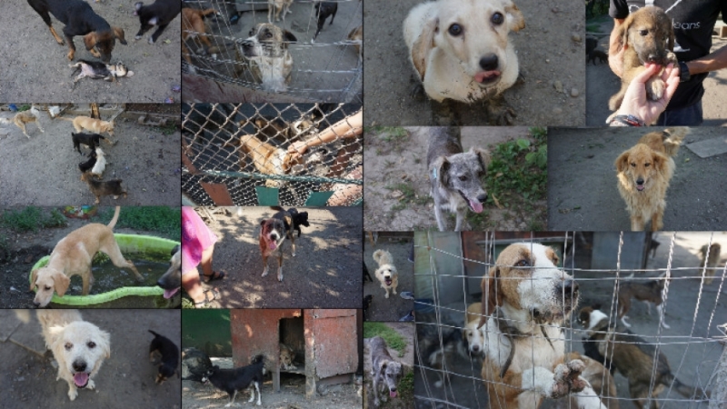 Видинчани се включиха в набирането на средства чрез благотворителен базар