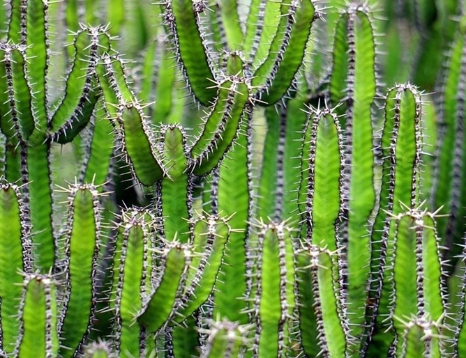 Изкуствена кожа създадена от преработката на кактуси цели да измести