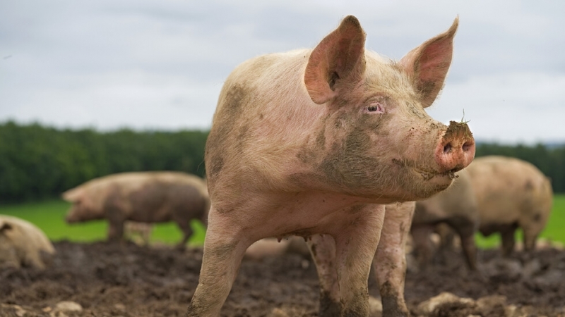 Близо 5 милиона лева са изплатени за почистване и дезинфекция