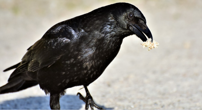 Френският исторически тематичен парк Пюи дю Фу е обучил гарвани