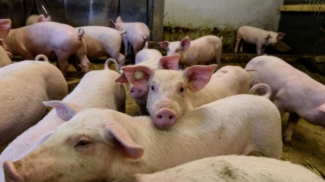БАБХ потвърди огнище на Африканска чума при домашни свине в