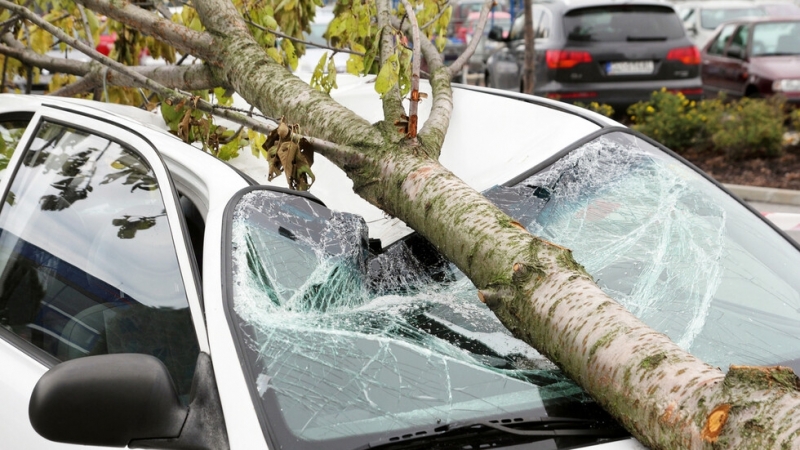 Силният вятър събори дървета билборди и улуци в Пловдив До