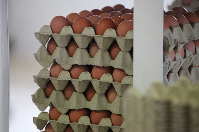 Яйцата размер L се продават най скъпо в Северозапада В големите