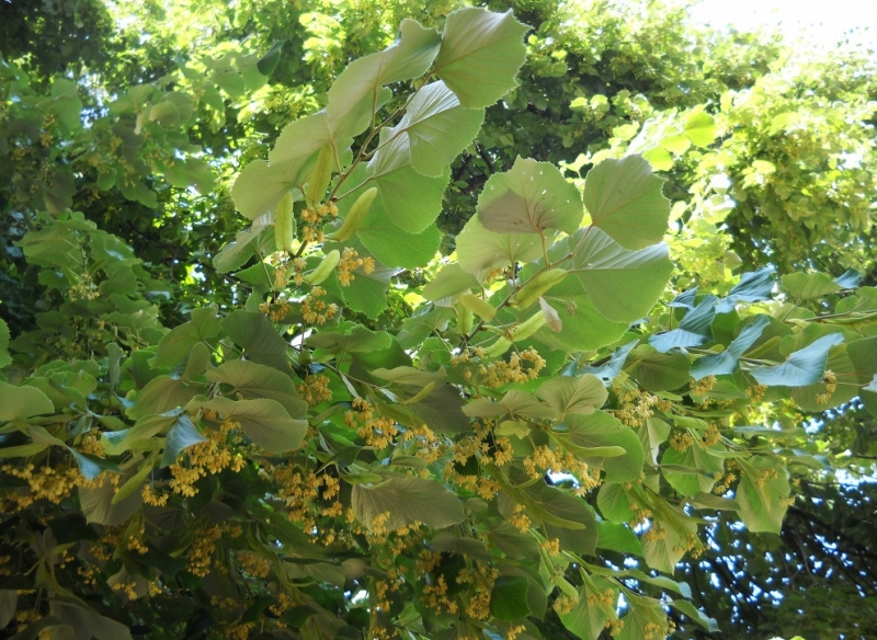 Община Мездра напомня на гражданите че е забранено рязането и