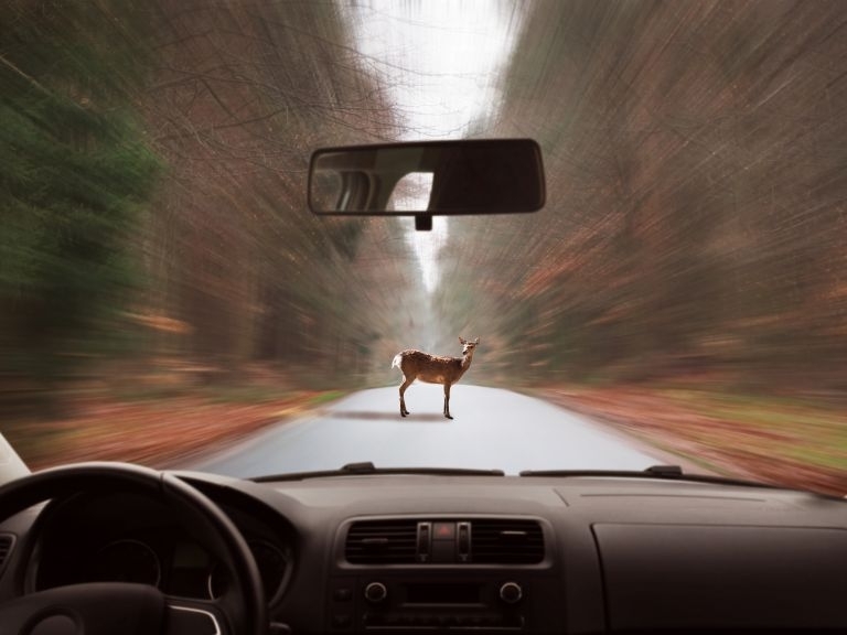 Сърна предизвика катастрофа при която двама души бяха ранени съобщиха