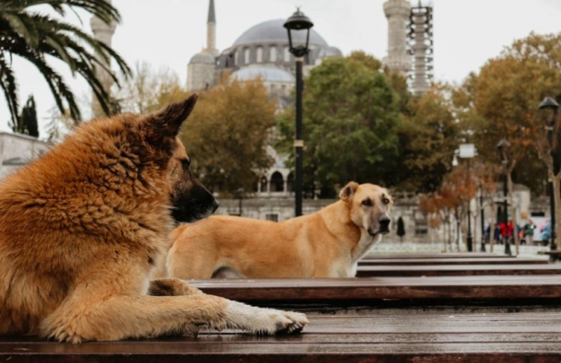 В Истанбул забраниха храненето на бездомни кучета