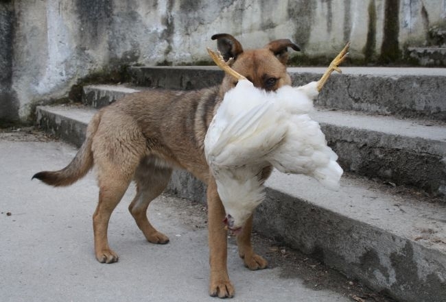За първи път в приключилата предизборна кампания във Враца наред
