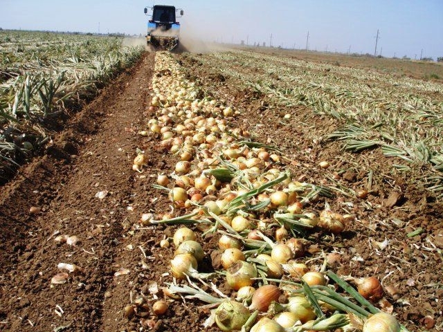 Полицията издирва бандит прегазил с колата си и съсипал 1500 кг