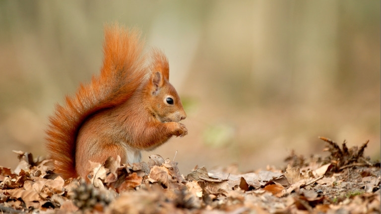Столичани алармират за много мъртви катерички в Борисовата градина съобщава