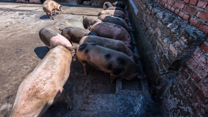 Ново огнище на африканската чума по свинете у нас Този път