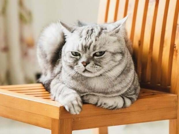 Човек се зарази с бубонна чума от домашната си котка