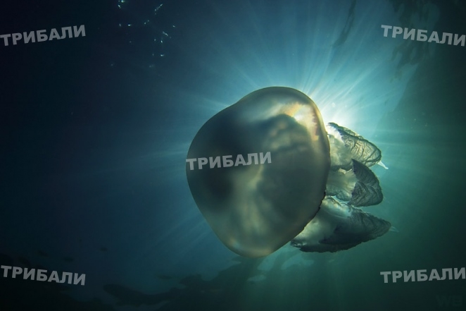 Какво трябва да знаем за ужилването от медузи?