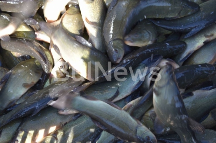 При съвместна акция на Изпълнителната агенция по рибарство и аквакултури