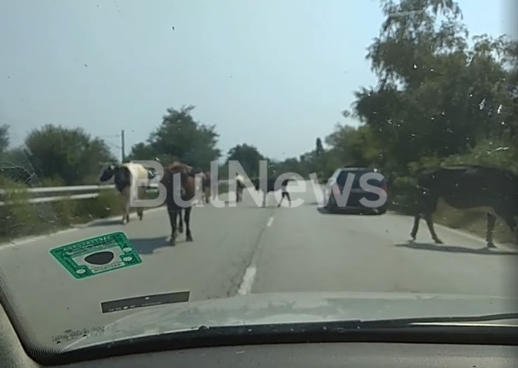 Крави се разхождат на главен път Е-79 между Враца и