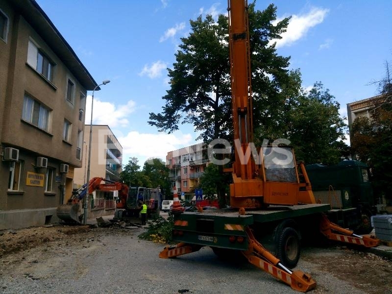 Дърветата в централната пешеходна зона във Враца ще бъдат поголовно
