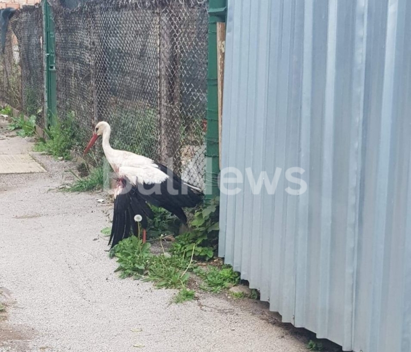 Двама младежи от Враца откриха прострелян щъркел до стадиона във