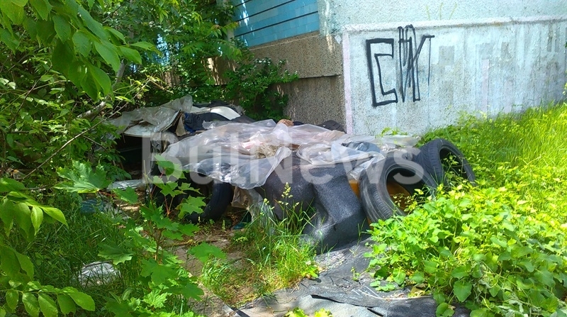 Врачани са подложени на тормоз от улични кучета в продължение