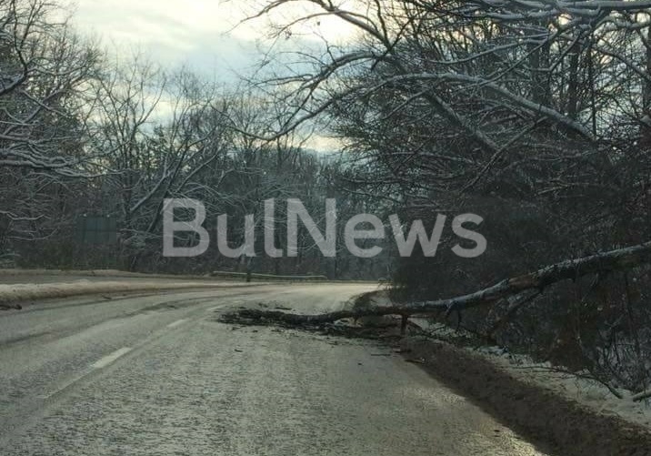 Огромно дърво се стовари върху натоварено шосе във Врачанско научи