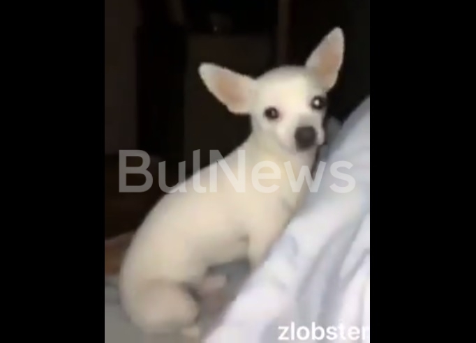 Уникално видео взриви социалните мрежи видя BulNews bg Кученцето на врачанин