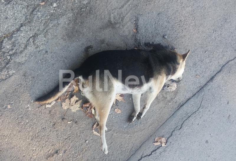 Врачани се оплакаха от шокираща гледка на разлгащо се куче