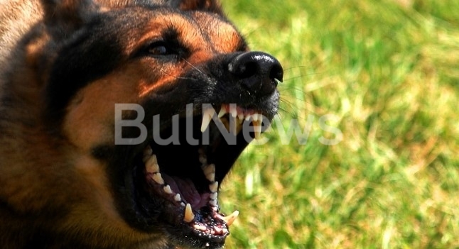 Куче нападна и нахапа дете в Монтана научи информационна агенция