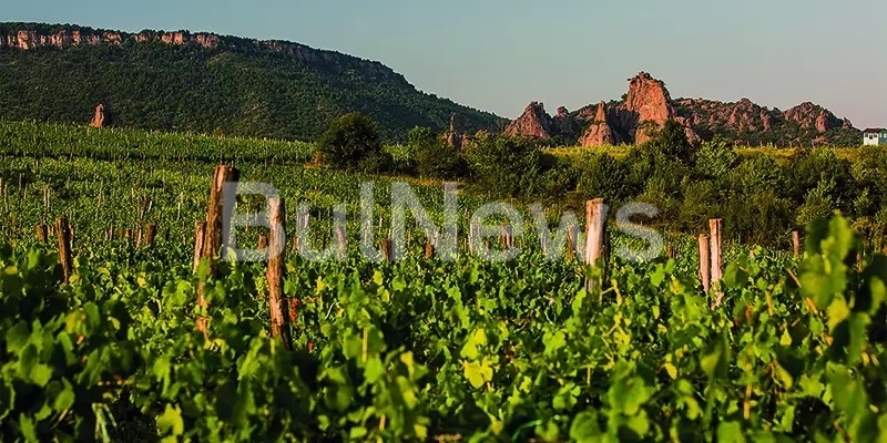 Парче от паднал метеорит е открито в лозов масив на