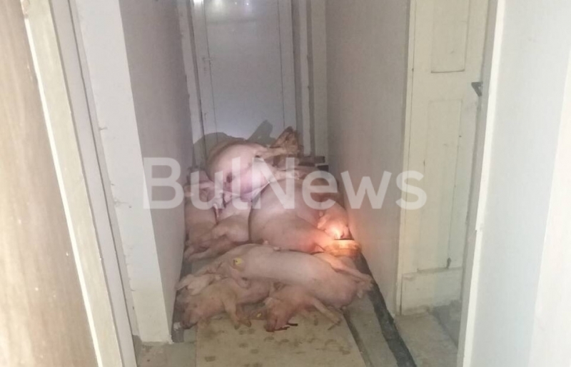 От главната дирекция на Българската агенция по безопасност на храните