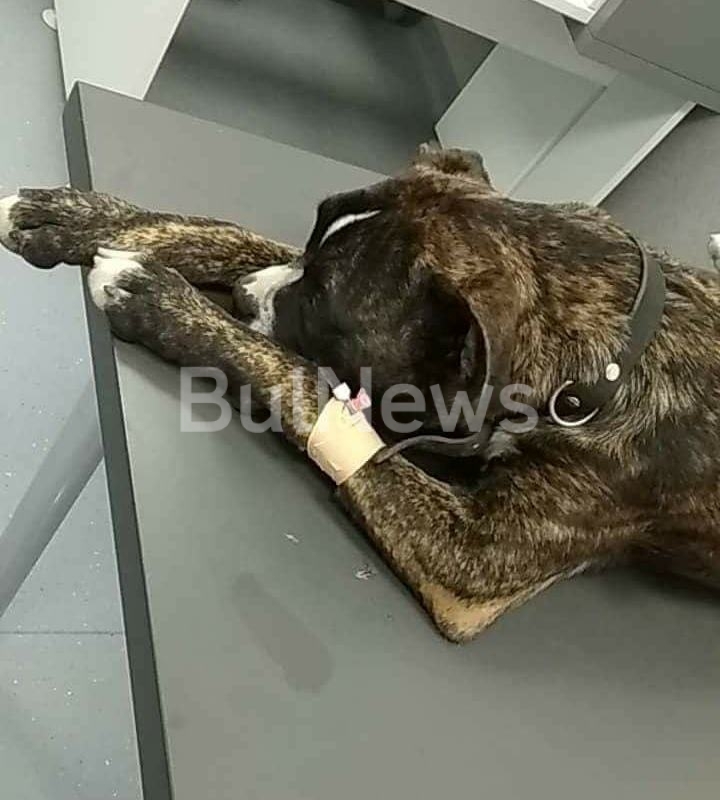 Младеж преби жестоко беззащитно куче в Мизия сигнализираха в агенция