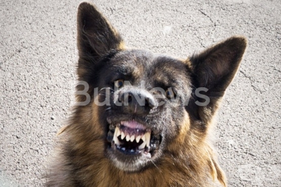 Глутница агресивни кучета са нападнали и нахапали беззащитна жена в