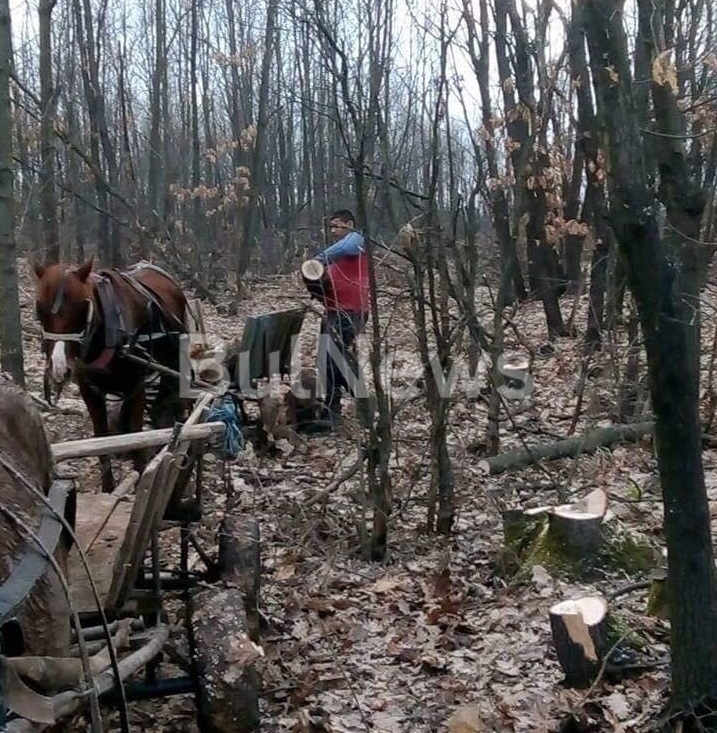 Цигани методично изсичат гората край врачанското село Ракево сигнализираха в
