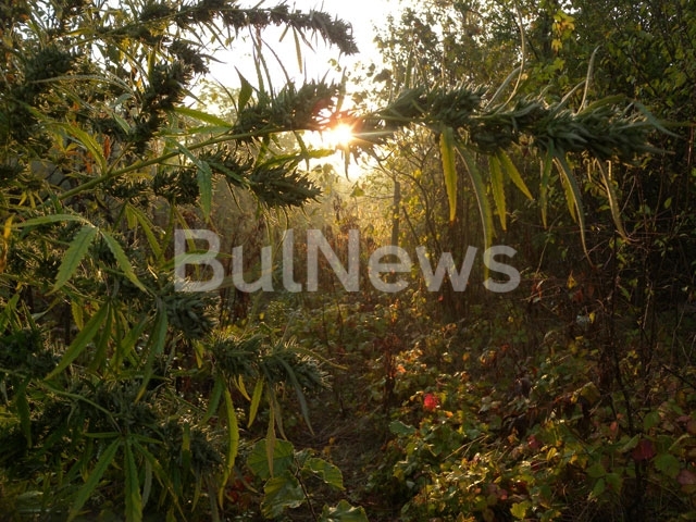 Вчера на територията във Видинско е проведена специализирана операция насочена