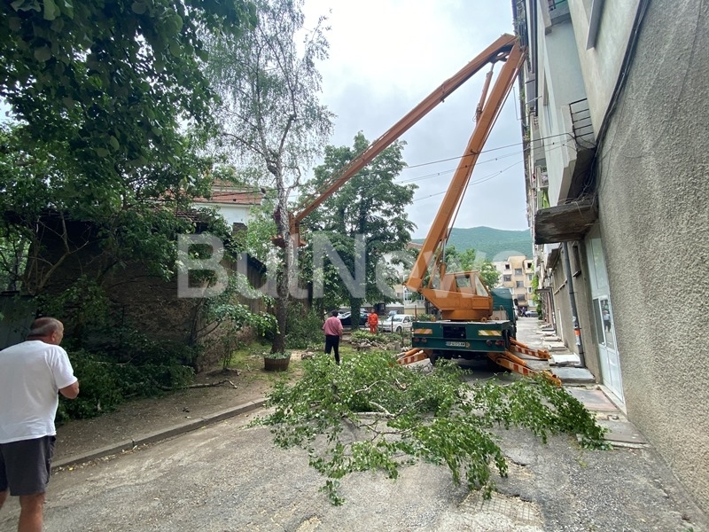 Само няколко часа след публикация на агенция BulNews за дървета