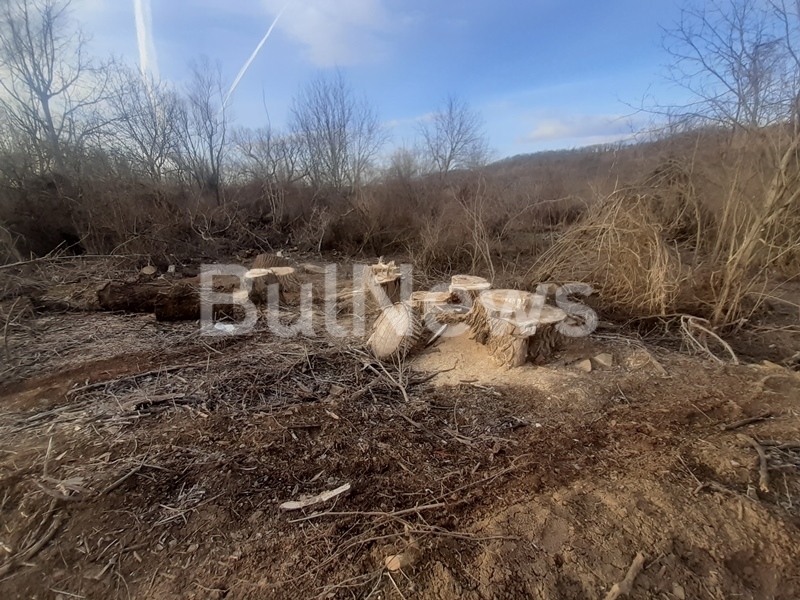 Поголовна сеч е извършена по поречието на река Ботуня в