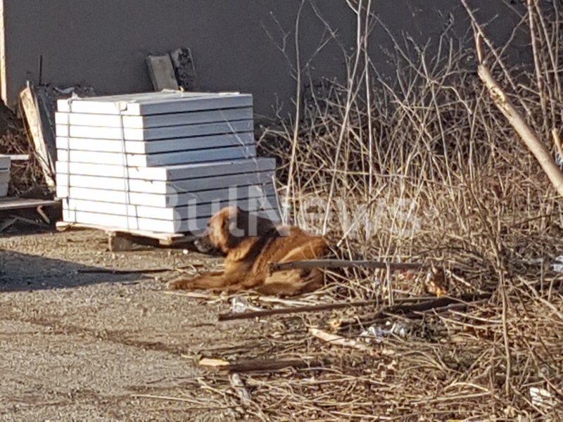 Голямо бездомно куче е нападнало и ухапало млад врачанин вчера