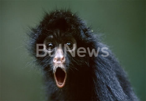 Кола събра погледите на шофьорите по натоварения път между Враца