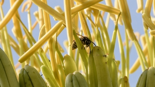 Mетеорологичните експерти предупреждават за суша в Европа което може да
