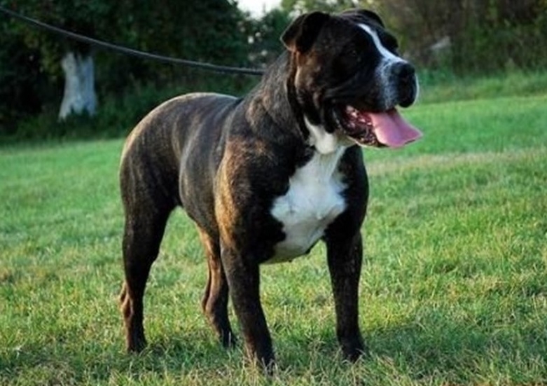 Според специалистите от гледна точка на породата най опасното куче