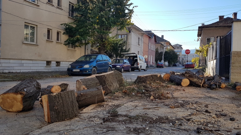 С дърва за огрев са снабдени детските градини и кметствата
