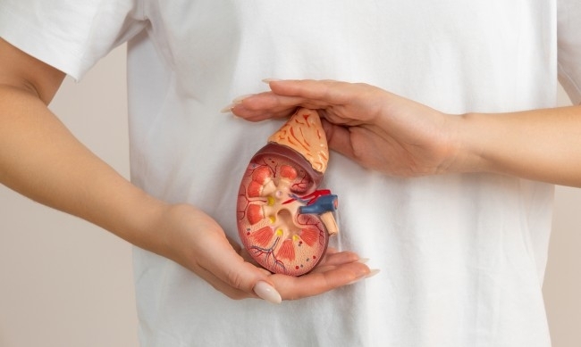 Бъбреците са жизненоважен орган без който животът е невъзможен Те