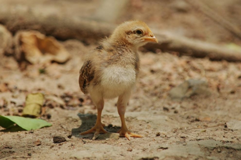 Птичият грип продължава да се разпространява в австралийския щат Виктория