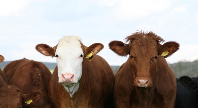 Според първата оценка на икономическите сметки за селското стопанство крайната