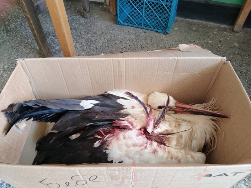 Четири щъркела с различни наранявания са спасени днес от инспекторите