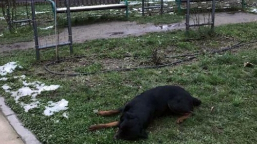 Агресивен ротвайлер пуснат да се разхожда без каишка по алеите