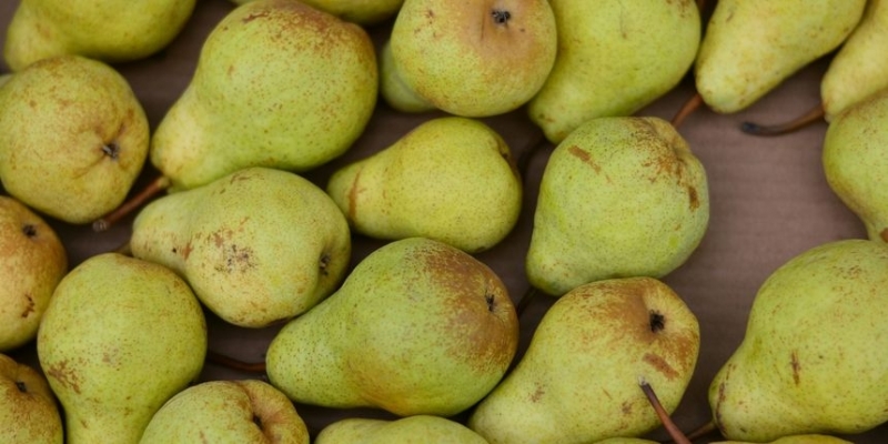 Крушите имат големи ползи за здравето ни Ето какво може