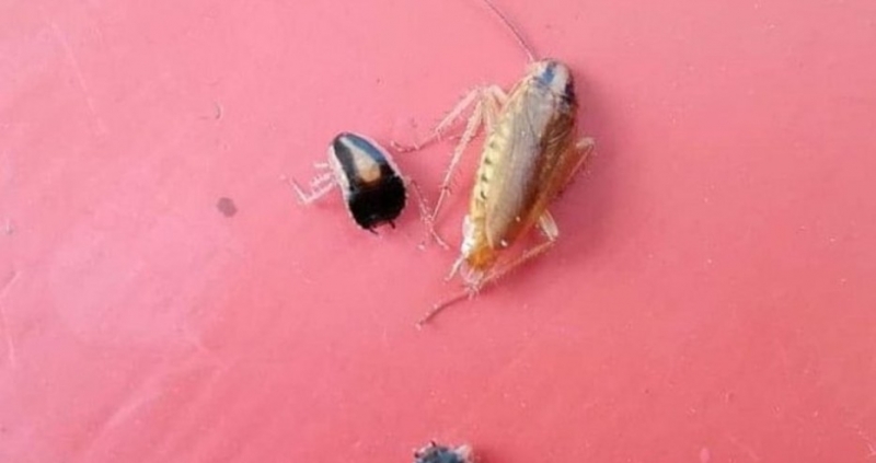 Хлебарки плъзнаха из Пловдив Буболечките са няколко вида немски