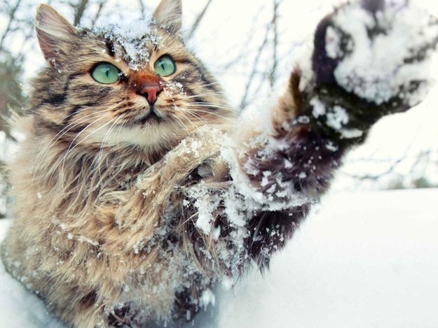 Мразовито ще бъде врем ето днес и температурите ще останад под